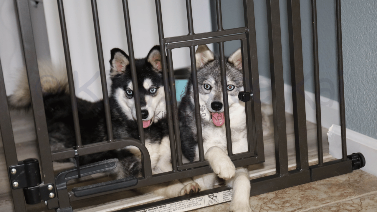 Alaskan Klee Kai Eye Colors: What Colors Can Klee Kai Have?