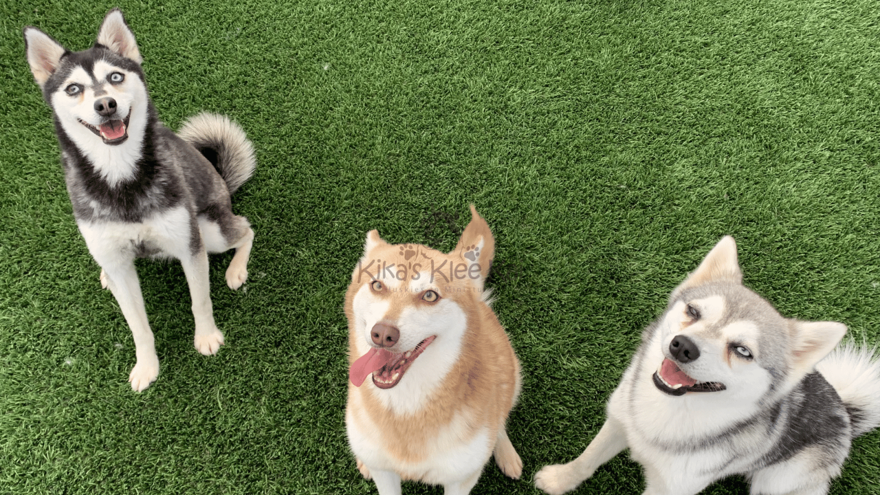 Predicting Your Alaskan Klee Kai’s Adult Weight with a Puppy Calculator