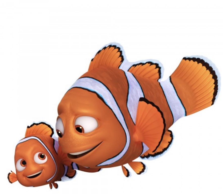 Marlin e Nemo, il papà pesce pagliaccio e suo figlio, nuotano vicini: l'immagine della paura di lasciare il posto sicuro