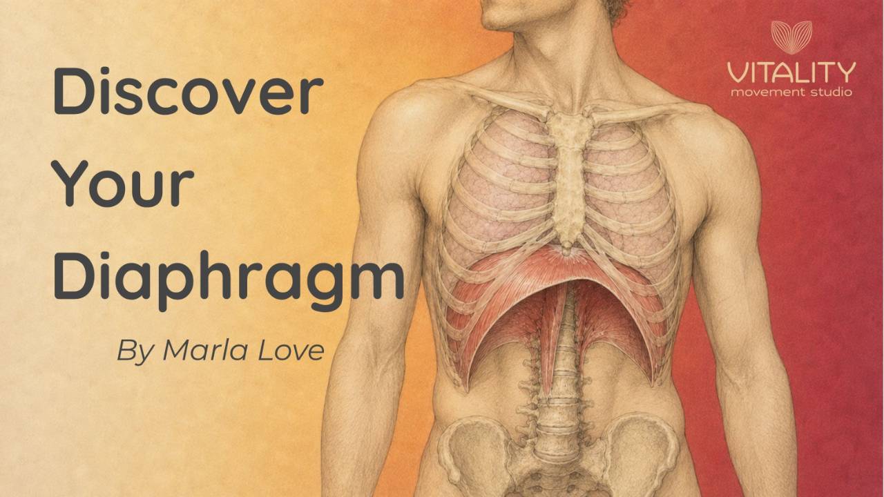 Illustration of the respiratory diaphragm inside the human rib cage