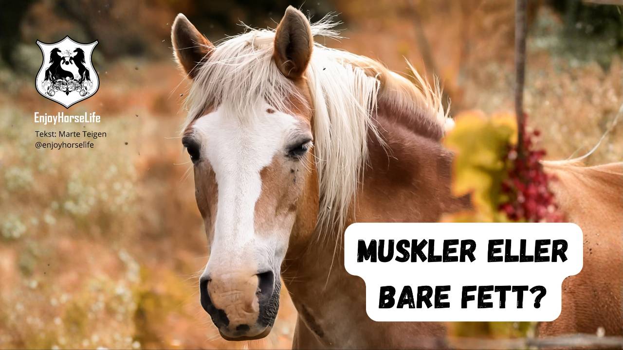 fett eller muskler