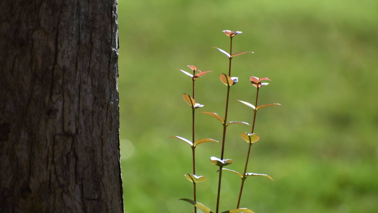 A large tree trunk beside a smaller growing plant, symbolizing a wife’s longer journey of personal growth and a husband beginning his own path toward becoming a better partner