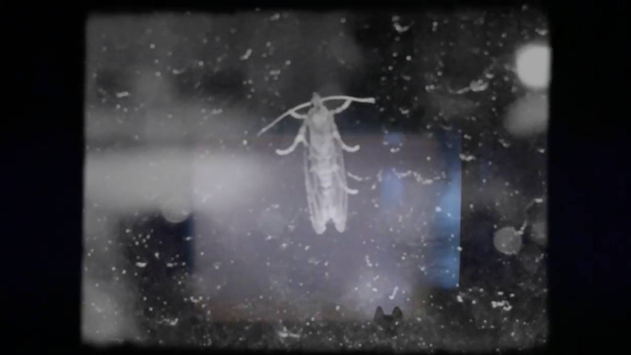 Kate With Insect Bugs | Kate Ward