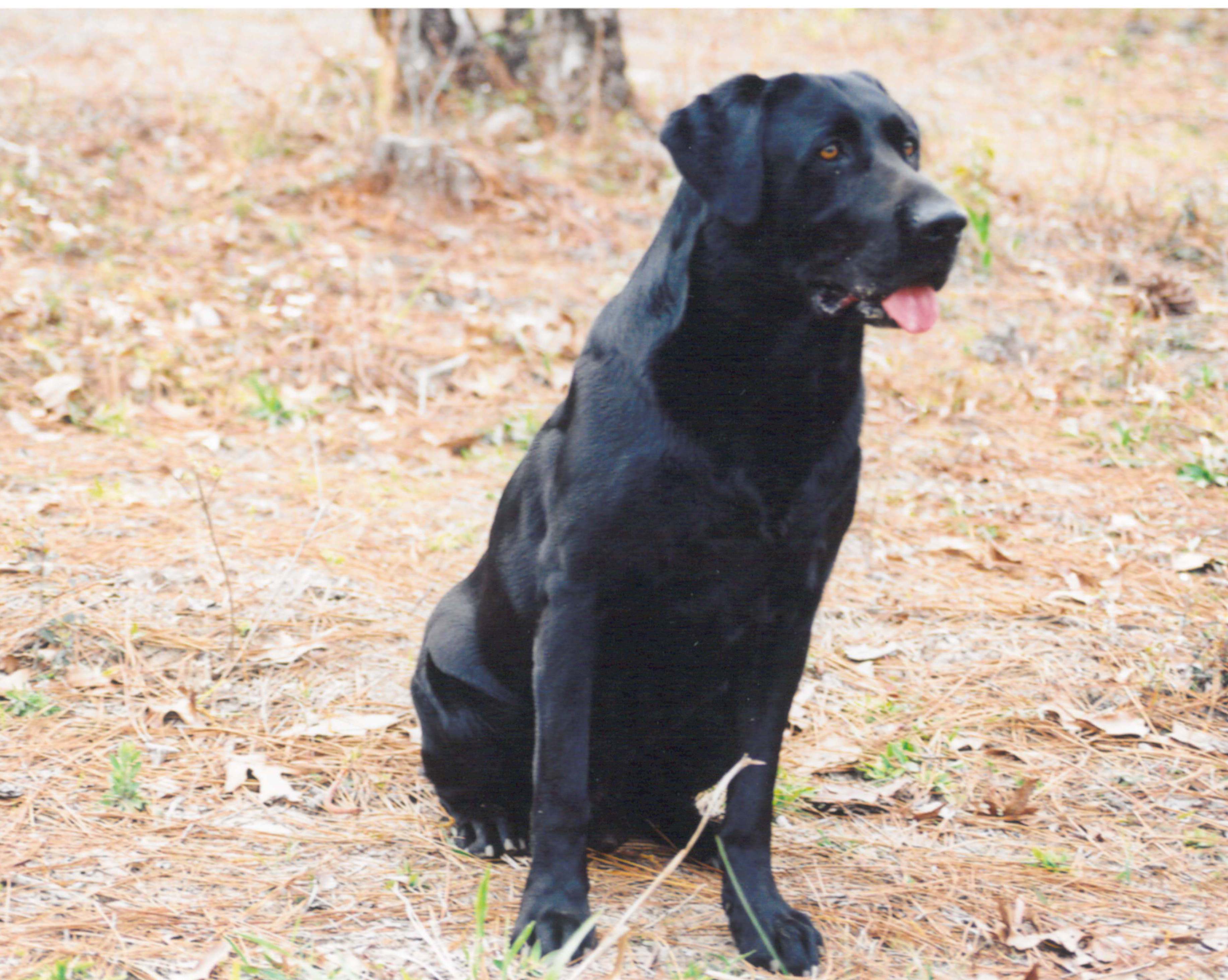 Belle Shain’s Geronimo, a black Labrador Retriever