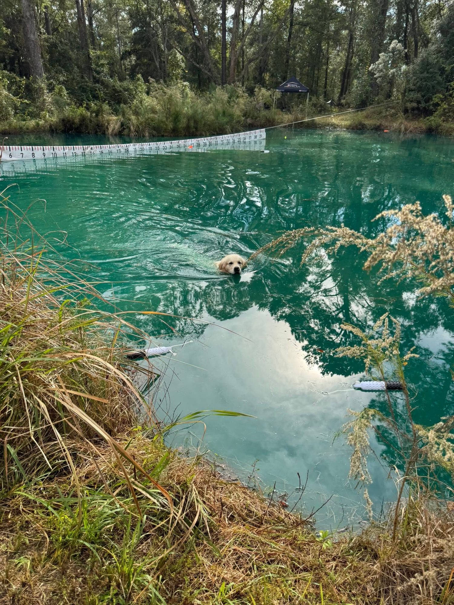 Goldens swimming in the spring-fed pool at Belle Shain Kennels