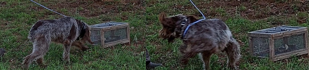 Sophie, a Belle Shain dog, sniffing a snake crate and then turning away during a past snake aversion clinic