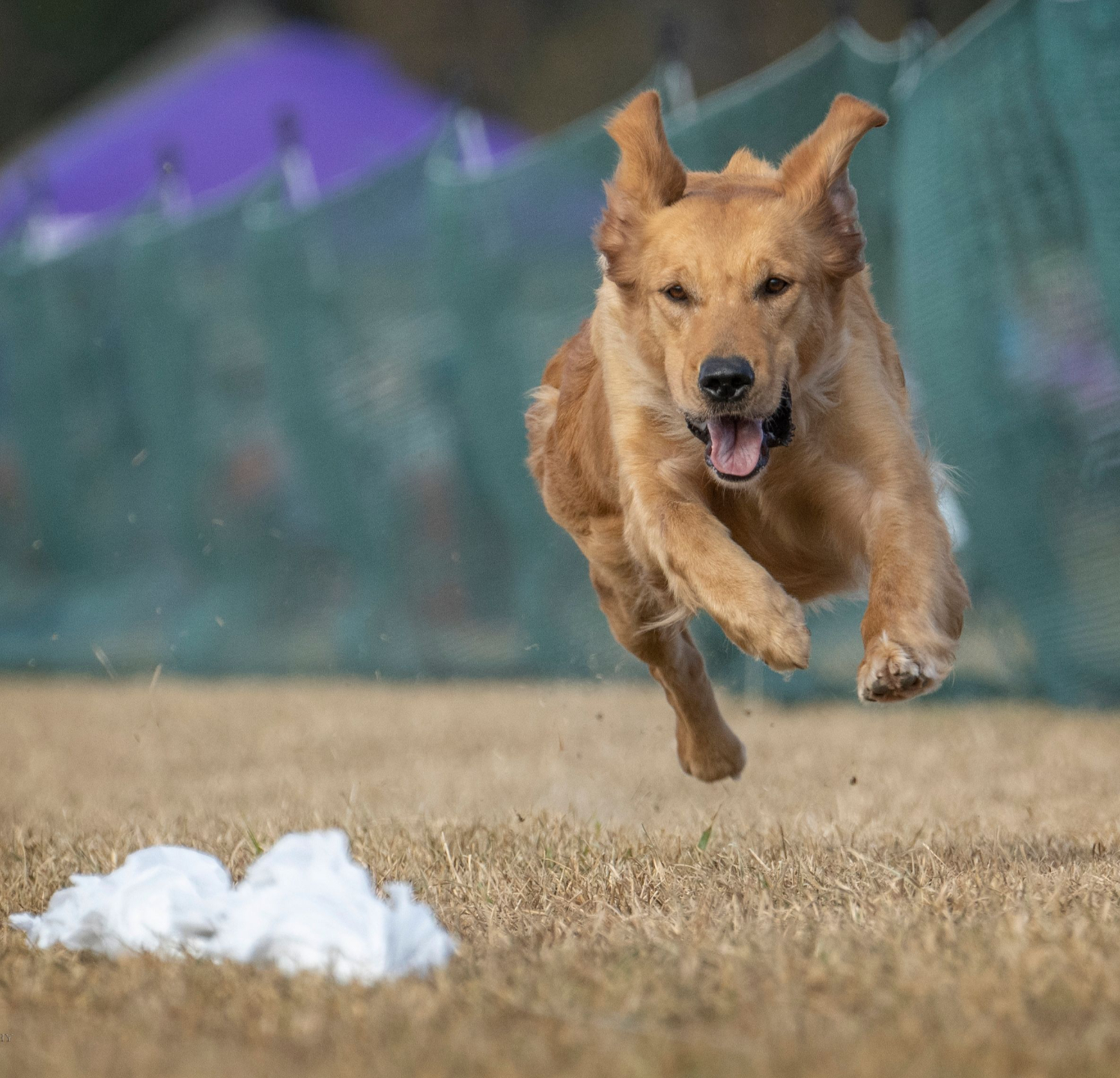 Golden Retriever sprinting down the Fast CAT course