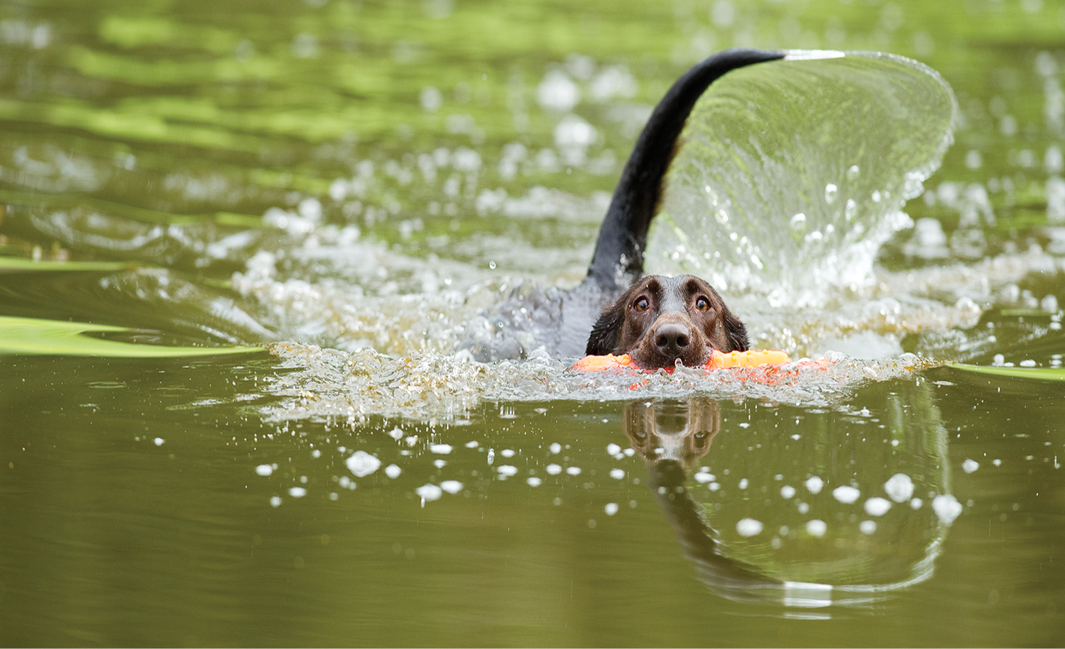 A retriever delivering from the water