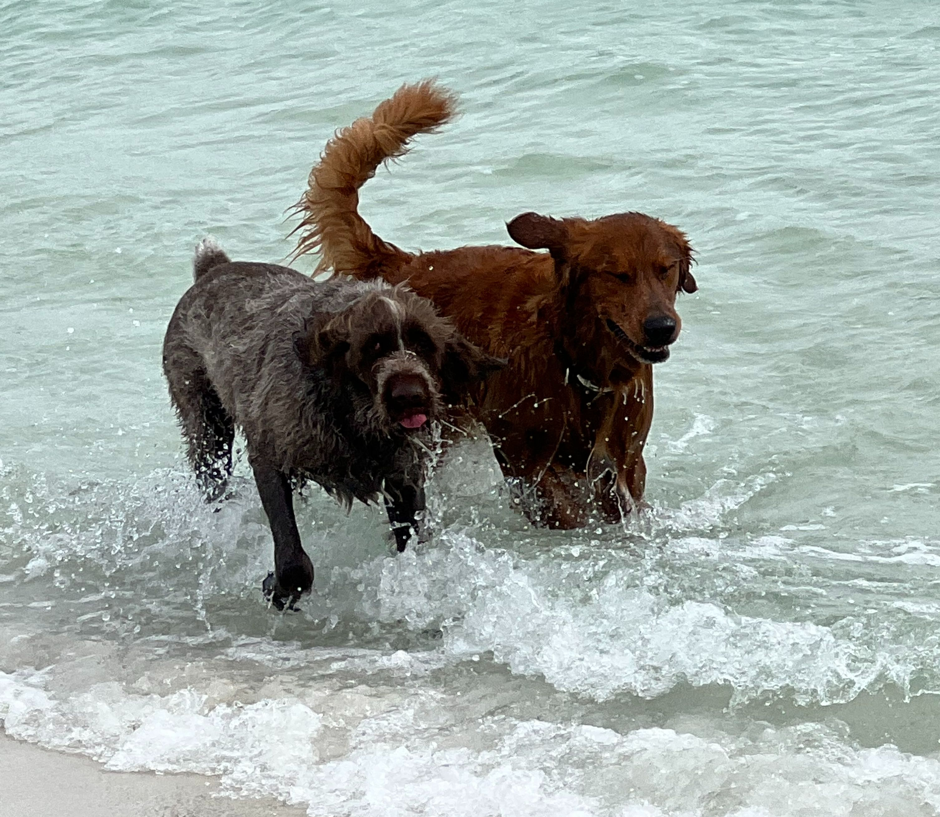 A Lab and a Golden coming up from the water