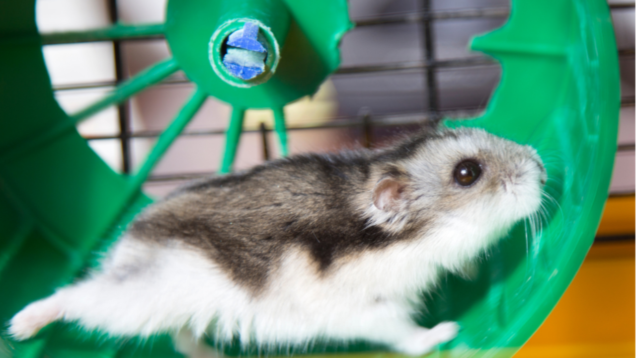 hamster running on a wheel