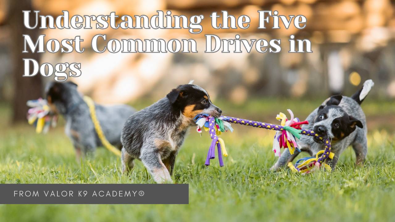 Paws Drive Dog Drives: Understanding the Five Most Common Drives in Dogs