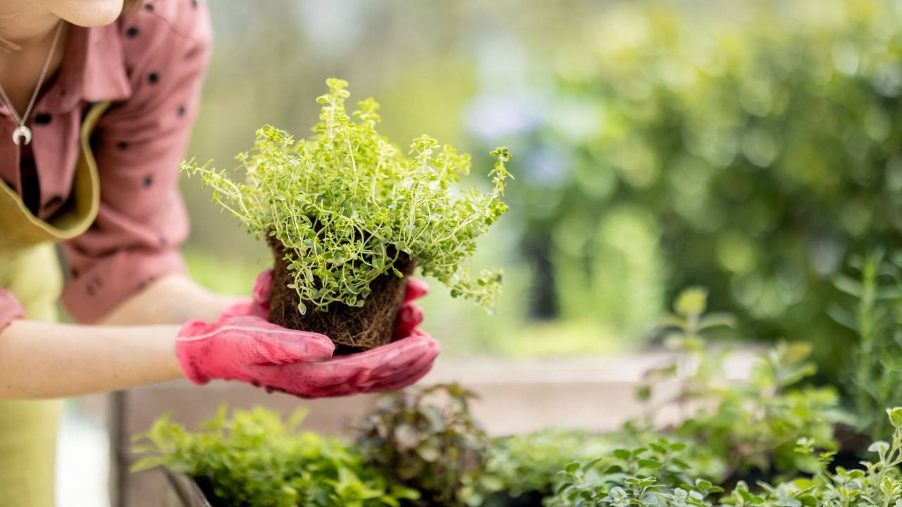Get Growing! Beginner Gardening Class | The Dallas Garden School