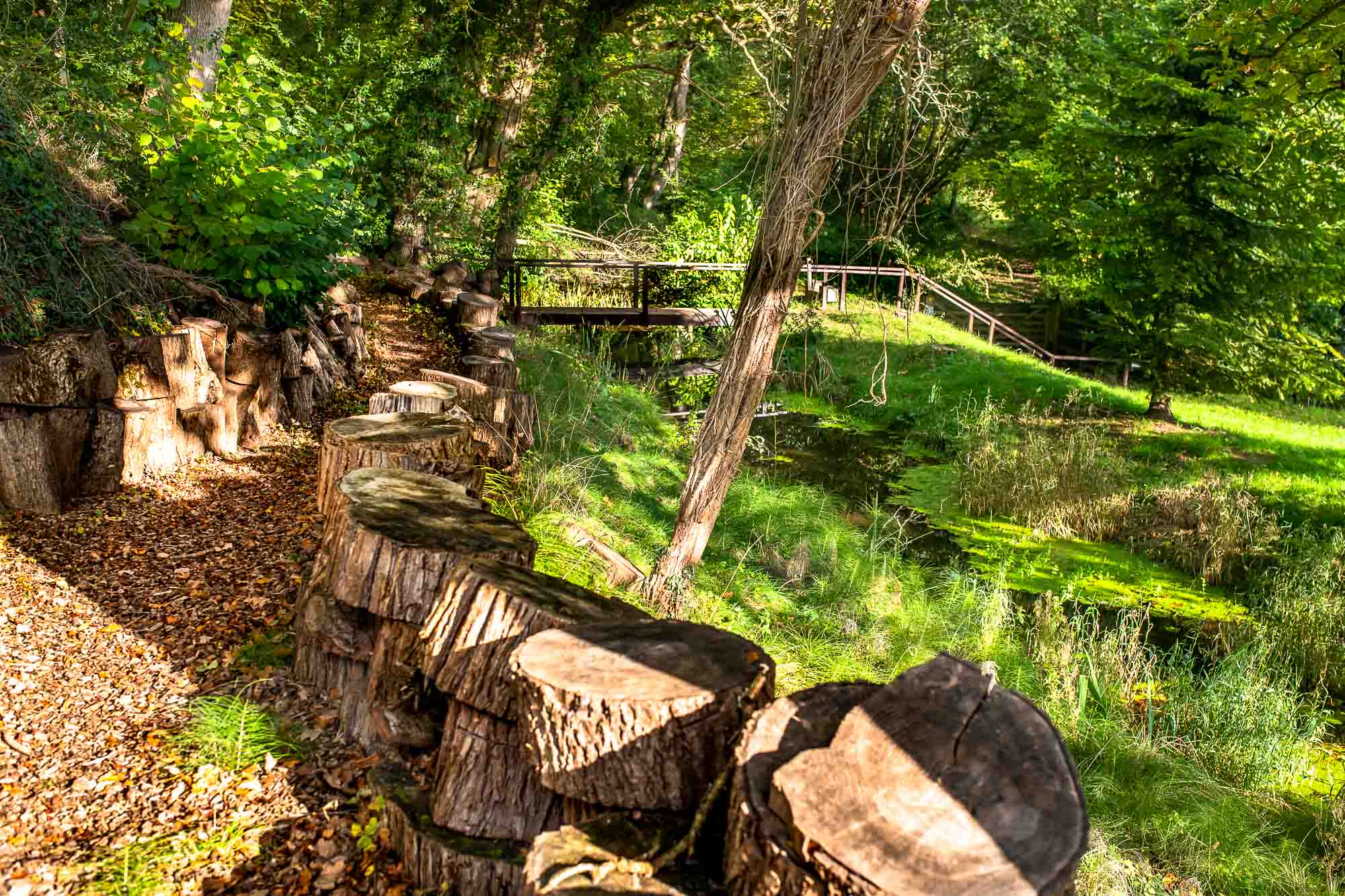 Trees, log edging and a footbridge in the retreat garden