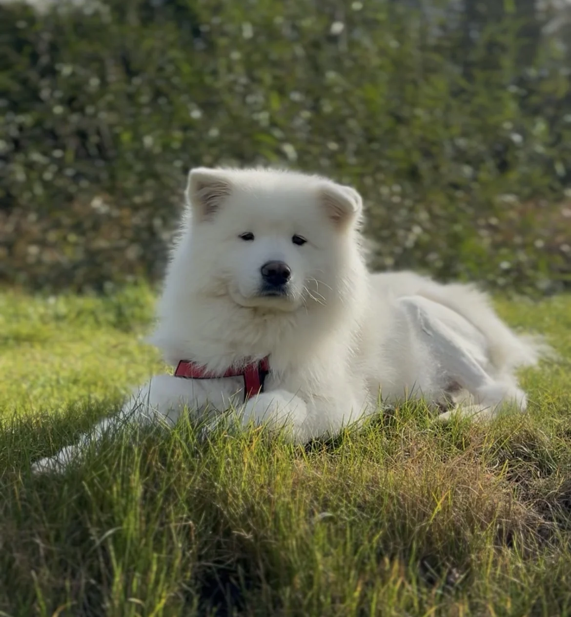 Luna, the white Samoyed, resting on the grass