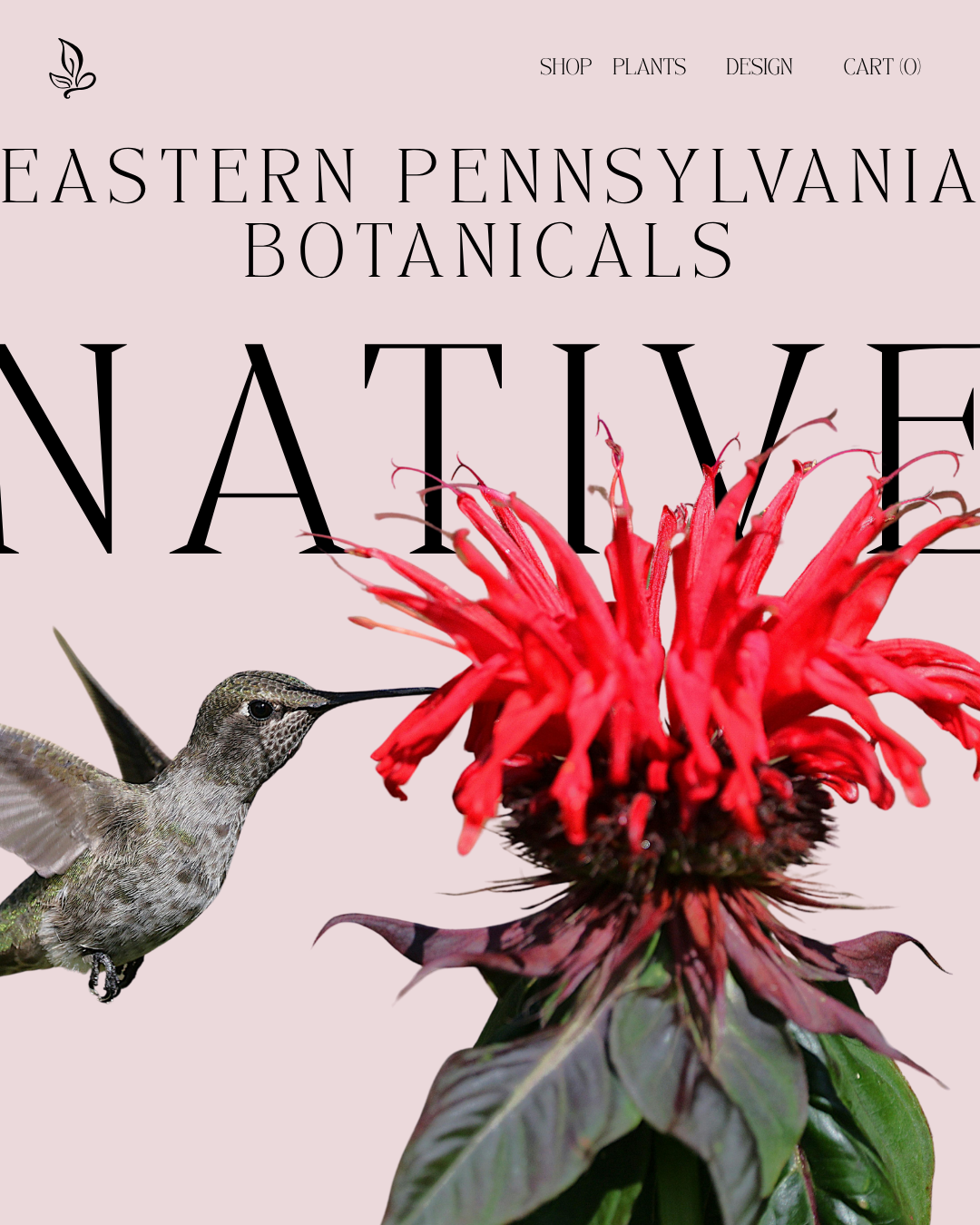 Botanical business website hero with oversized typography, hummingbird and flower imagery, layered composition and soft pink background.