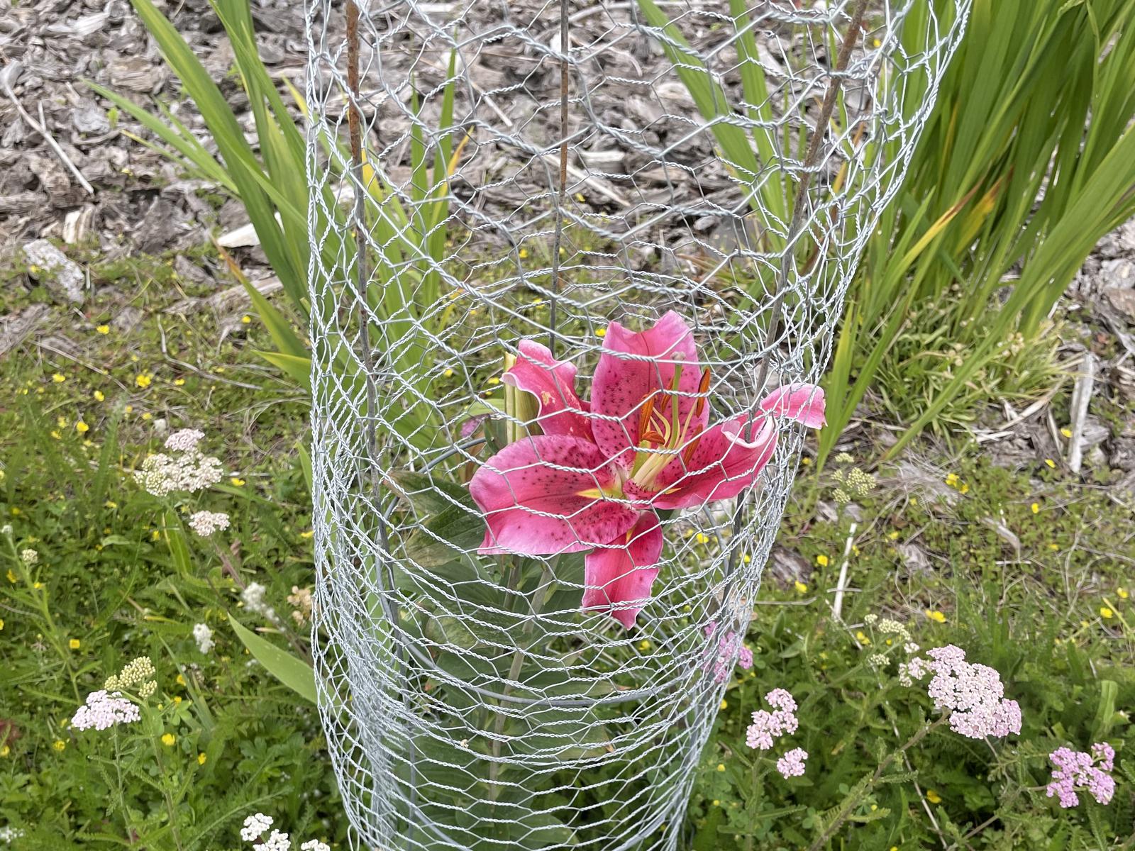 A pink lily blooming inside a protective wire fence, surrounded by wildflowers