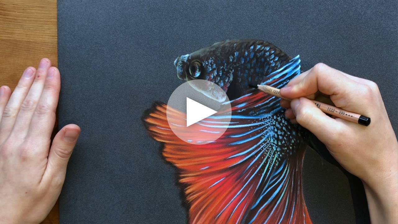 Colourful Fighter Fish Drawing | Pastel Pencils