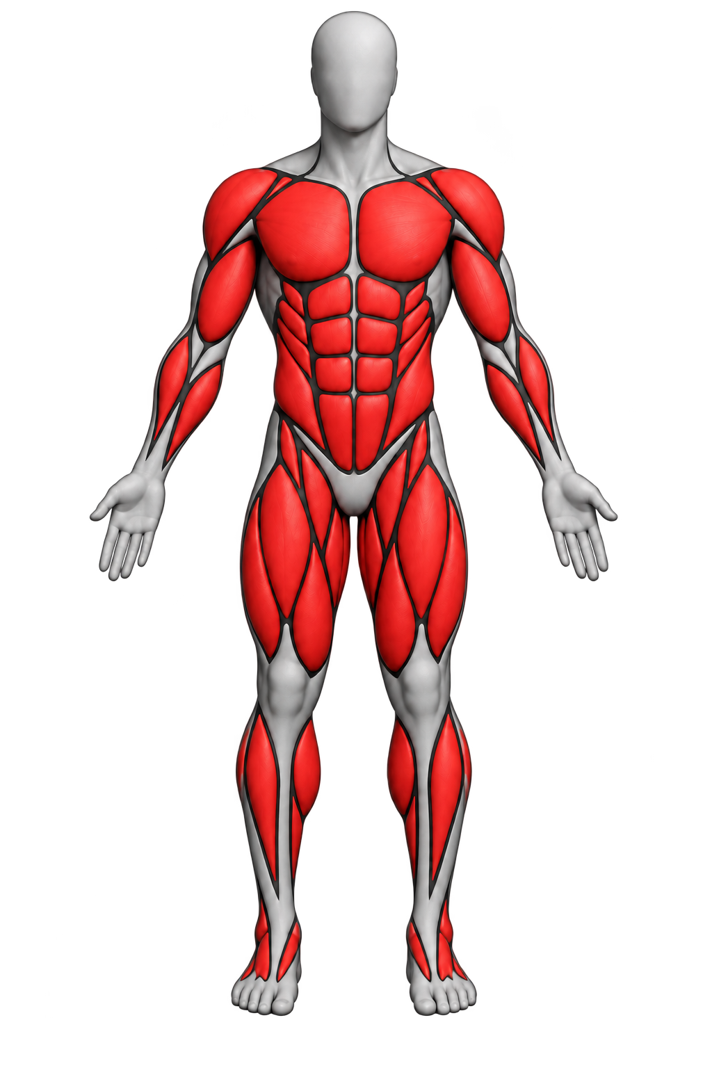 Anterior muscular anatomy illustration