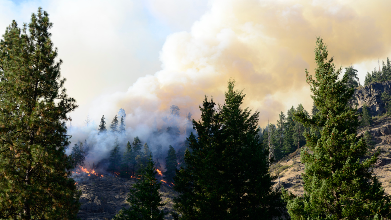 forest fire