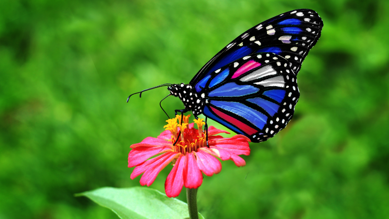Butterfly symbolizing release and the freedom that comes from loosening control