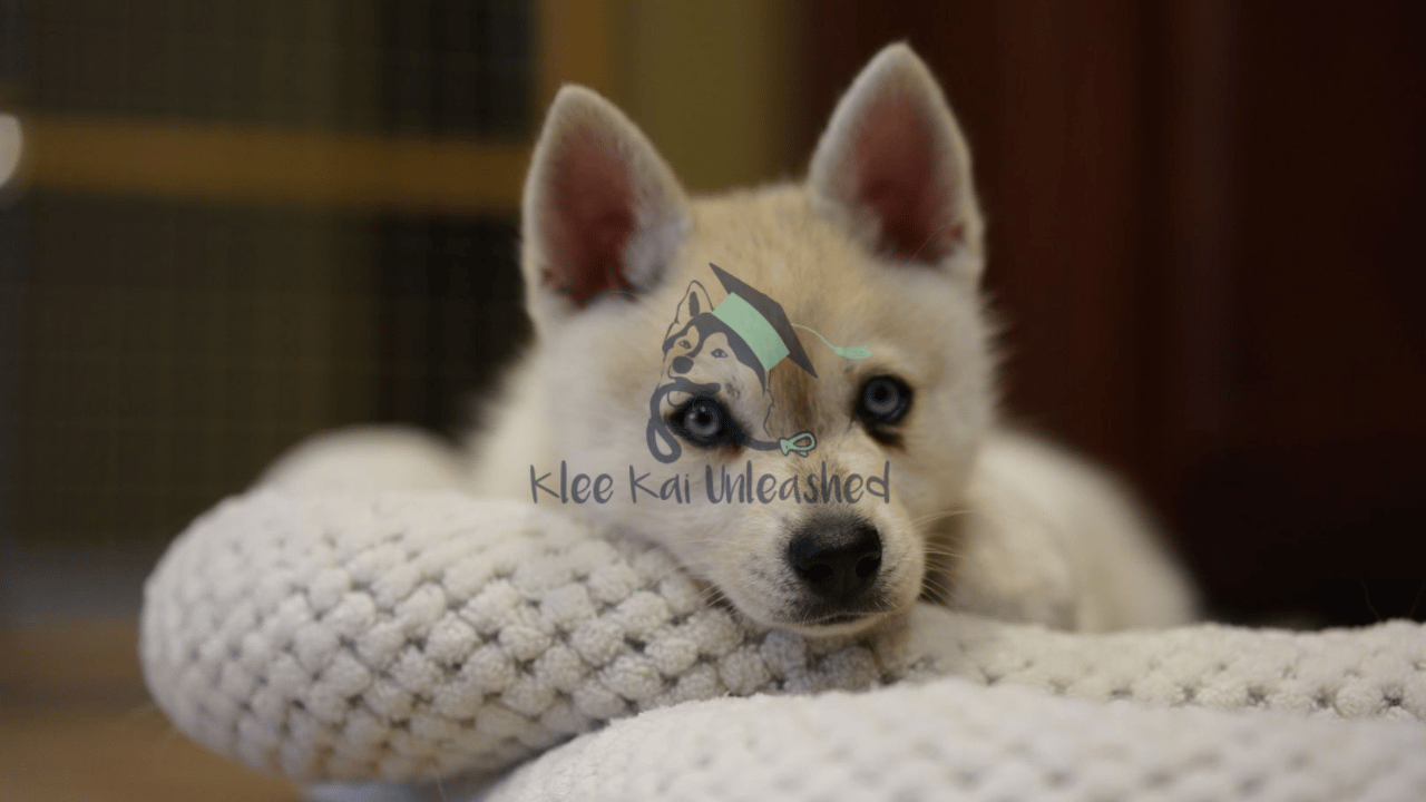How Long Can Alaskan Klee Kai Be Left Alone?