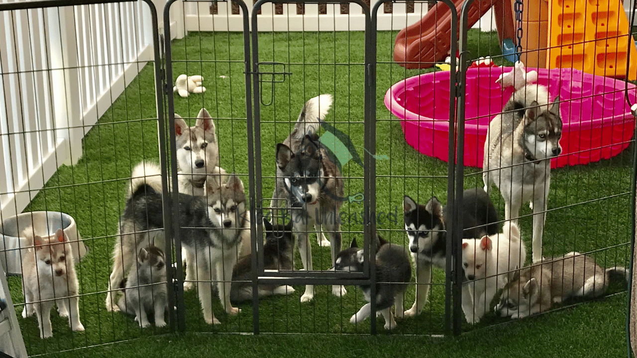 Celebrate Your Alaskan Klee Kai’s Birthday | Fun & Easy Ideas