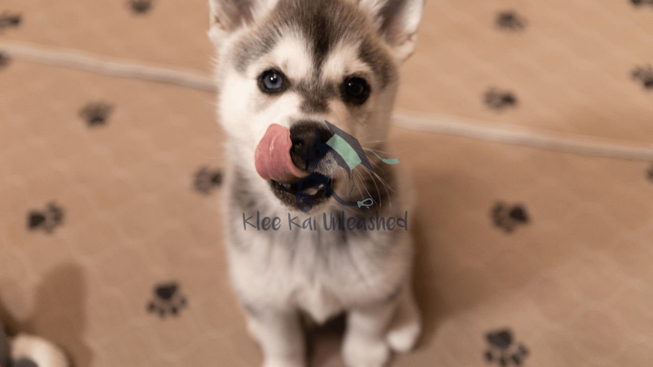 Patience and Self-Control Essential Lessons for Your Alaskan Klee Kai Puppy