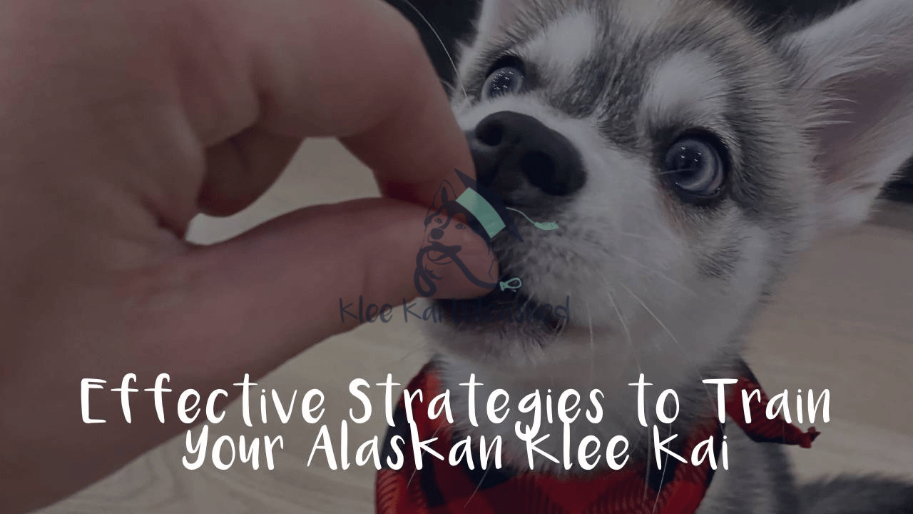 7 Effective Reinforcement Strategies to train Your Alaskan Klee Kai