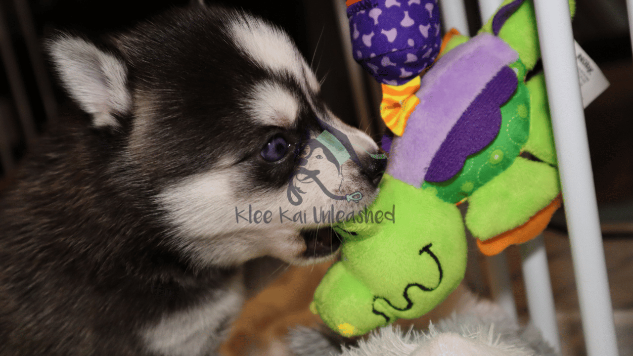 10 Best Indoor Games for Alaskan Klee Kai in Small Spaces