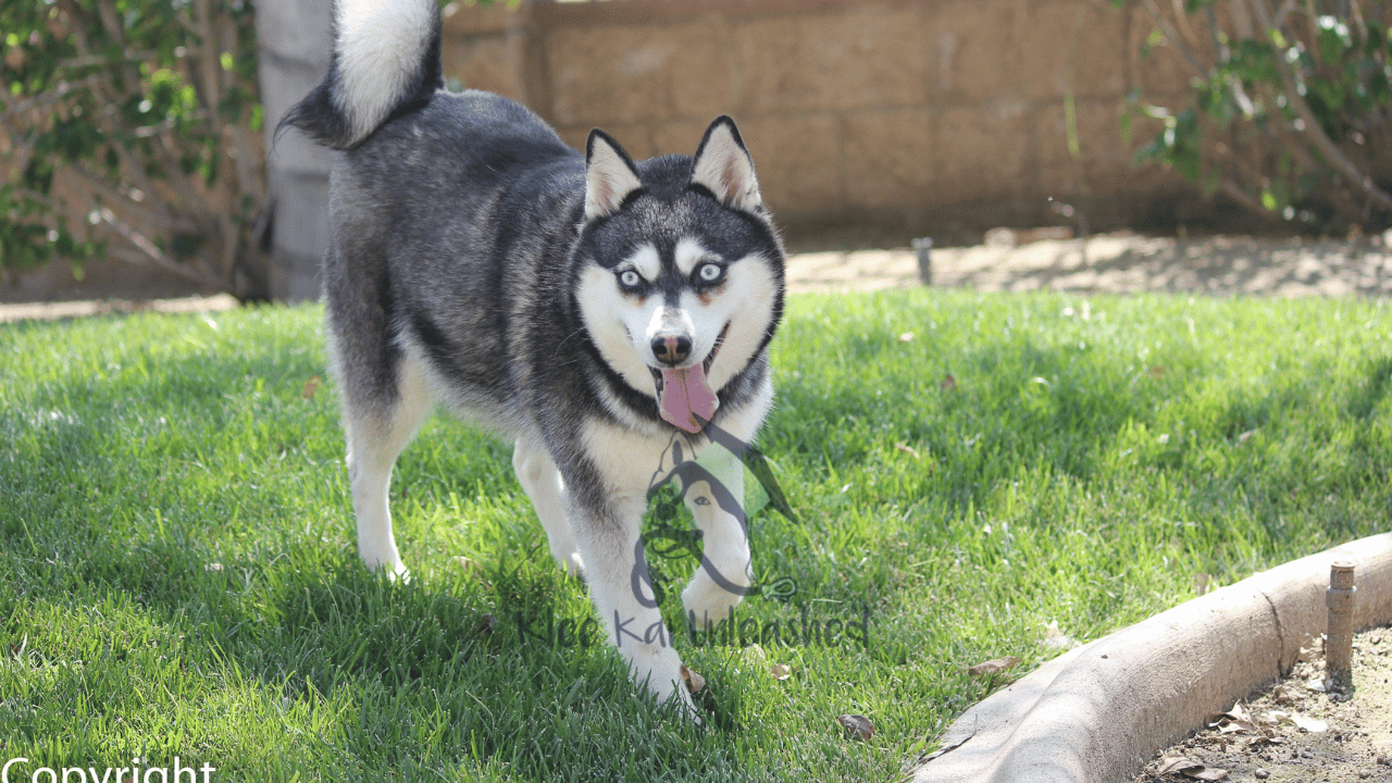 What to Do If Your Alaskan Klee Kai Gets Lost Prevention/Recovery Tips