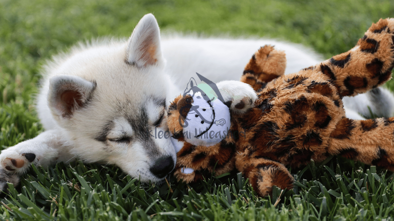 DIY Toys & Treats for Your Alaskan Klee Kai | Easy & Fun Ideas