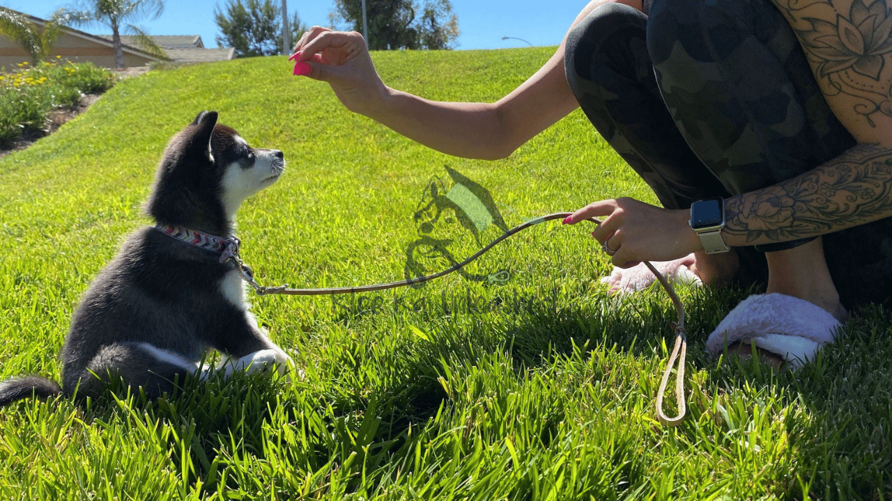 Mastering Leash Walking: A Guide to Teaching Your Alaskan Klee Kai Puppy to Follow