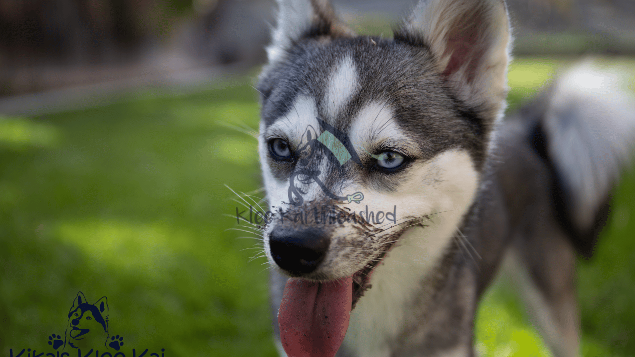 Is Your 1 Year Old Alaskan Klee Kai Dog Behaving?