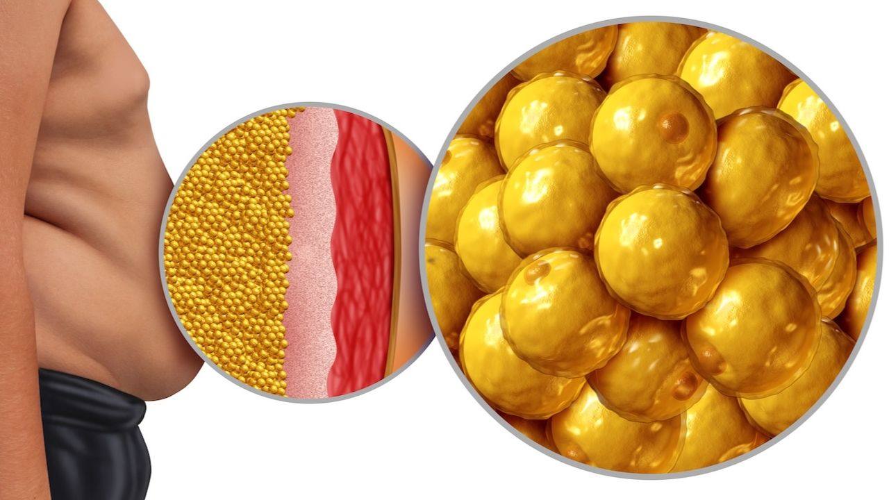 The Silent Killer in Your Belly (And How to Lose It)