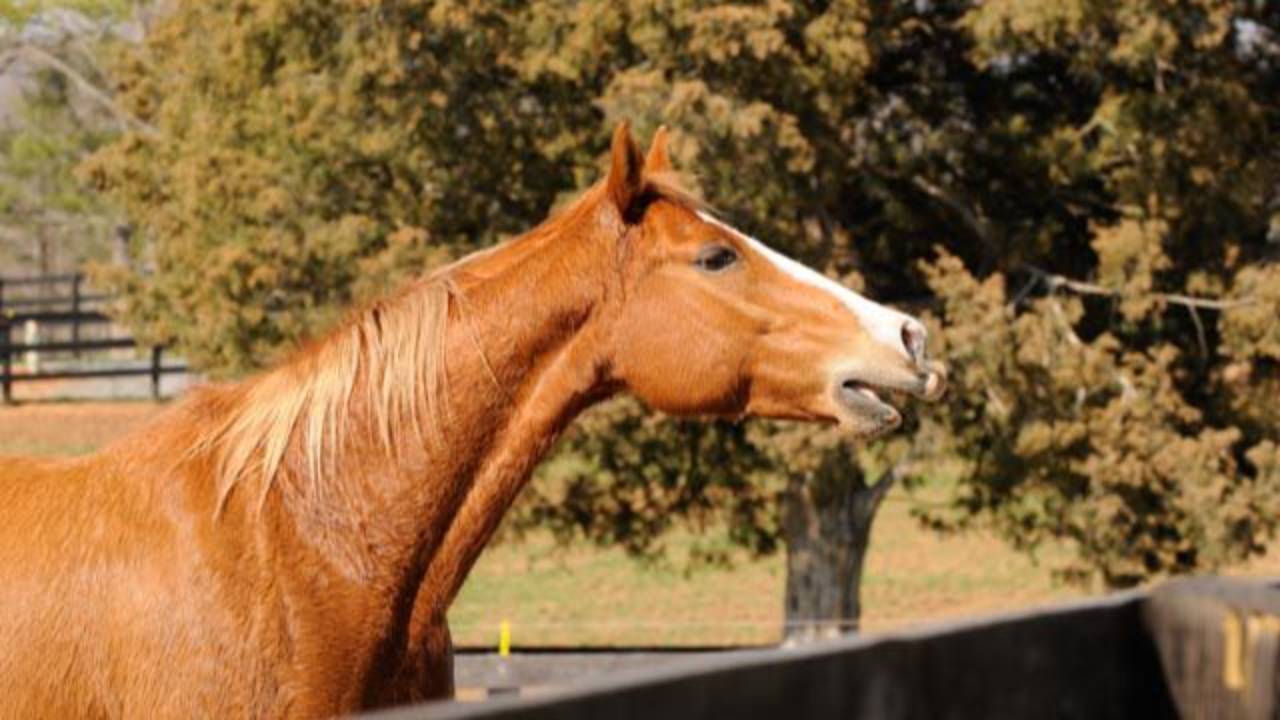Lone horse with mouth open, calling for companions