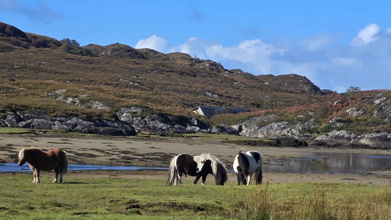 Shetland ponies grazing on a Highland hillside in autumn light