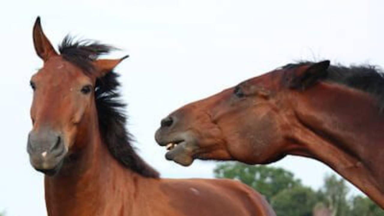 Two horses interacting with one baring its teeth in an aggressive display