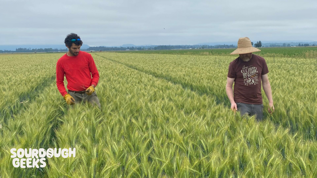 two men walking through a field of green wheat. 