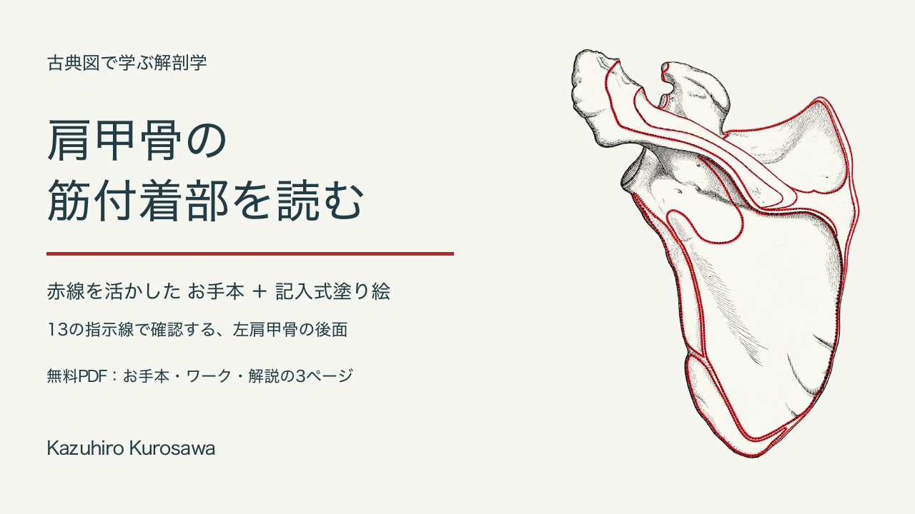 赤線を残した左肩甲骨後面。筋付着部のお手本と記入式塗り絵。Kazuhiro Kurosawa