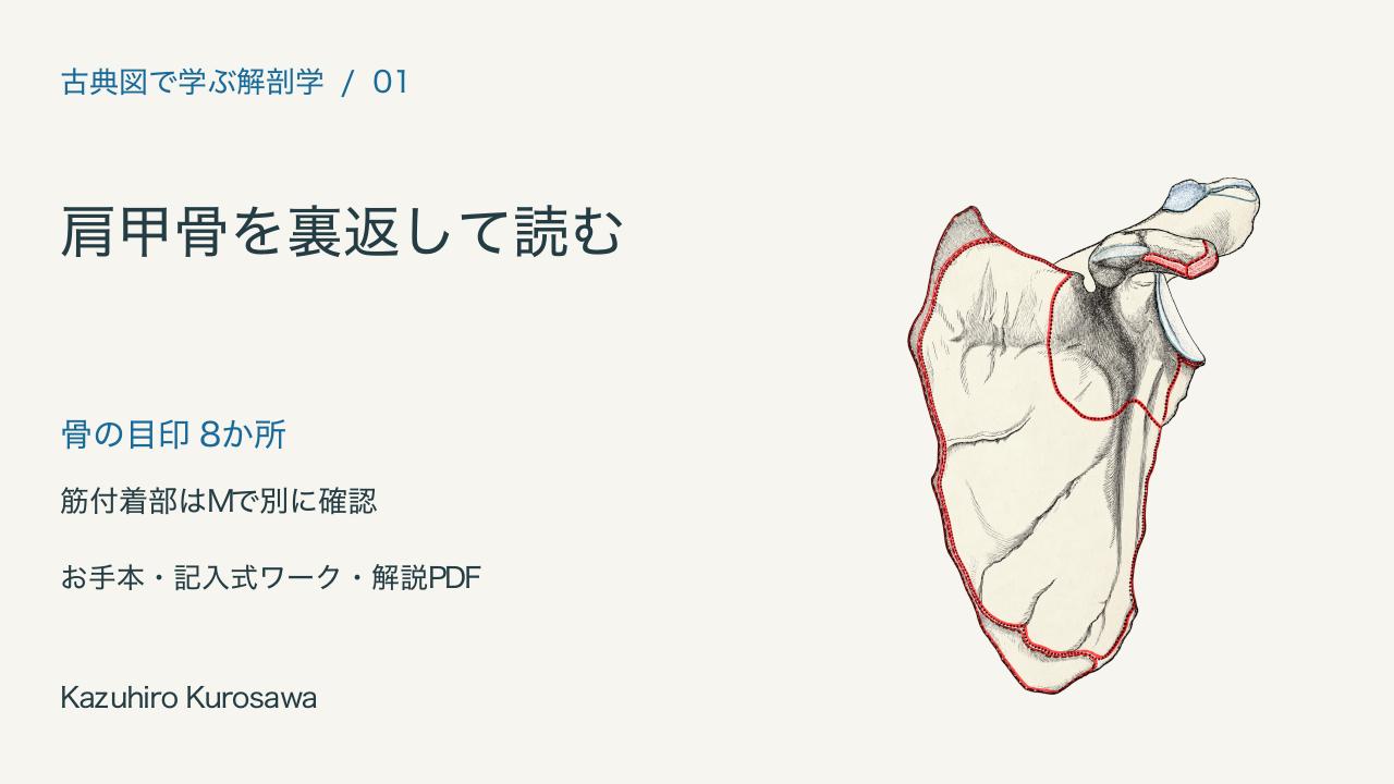 肩甲骨を裏返して読む。古典図を活かした学習教材。Kazuhiro Kurosawa