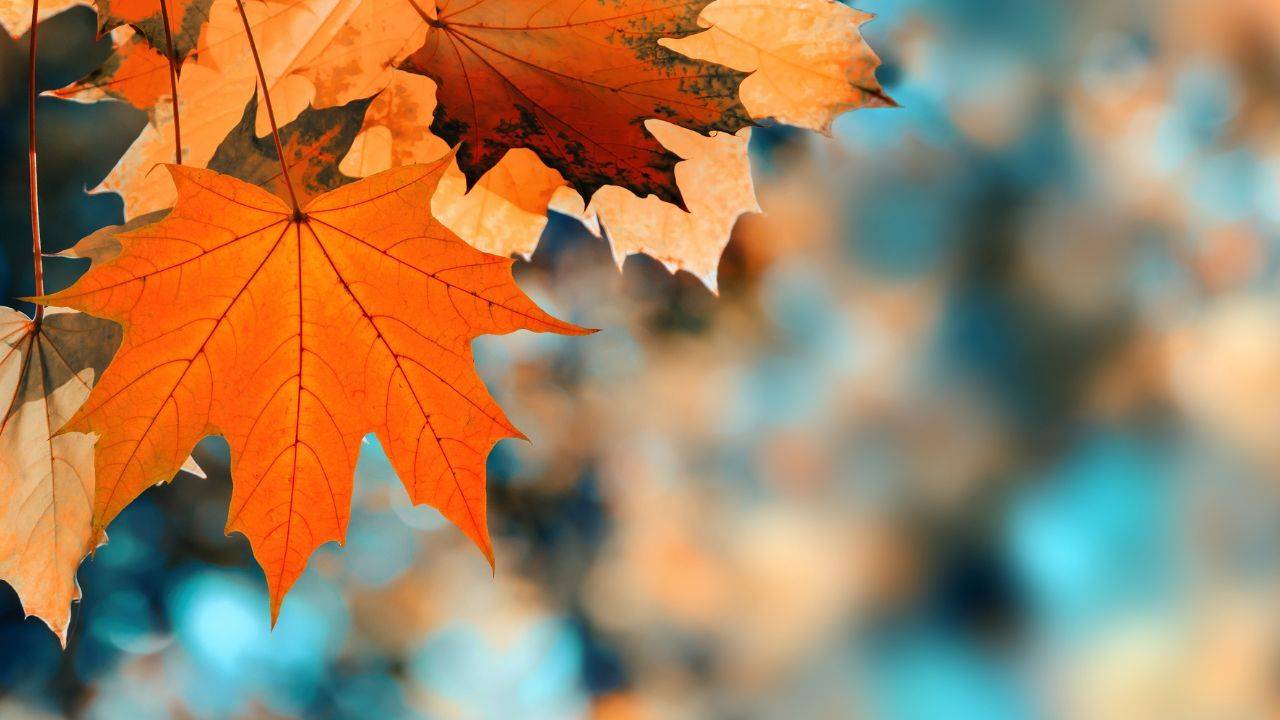 Autumn Canvas: 30 Creative Fall Painting Ideas for Every Nature Artist