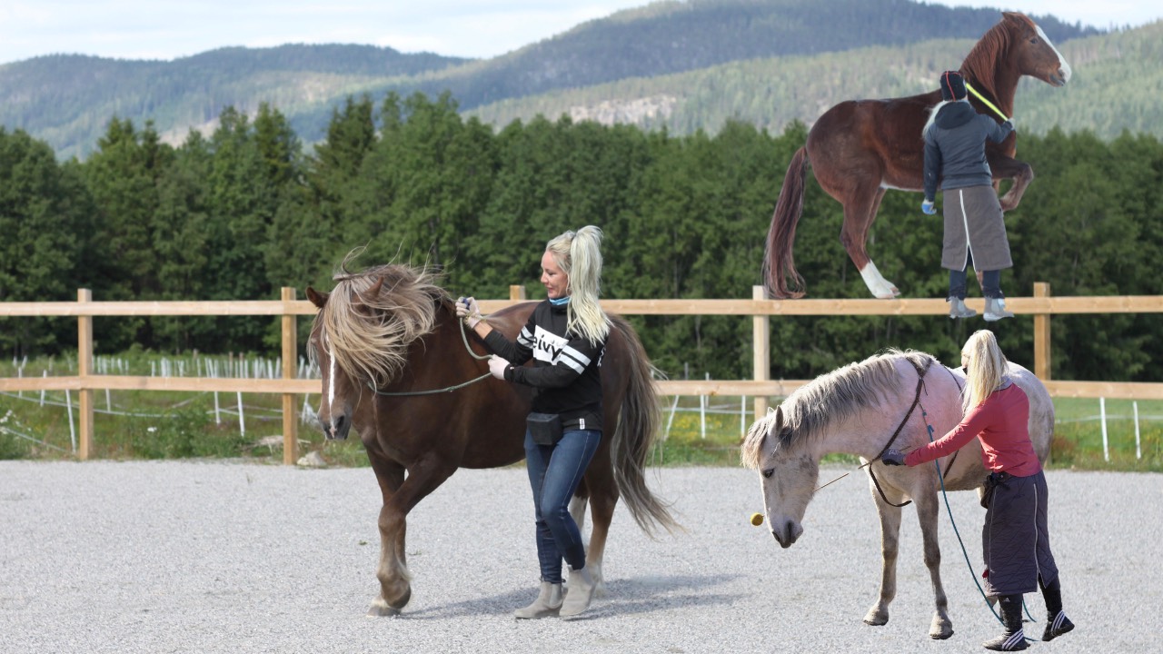 Rewarding Horses Why gymnastic exercises matter for the Reward-Based Horse