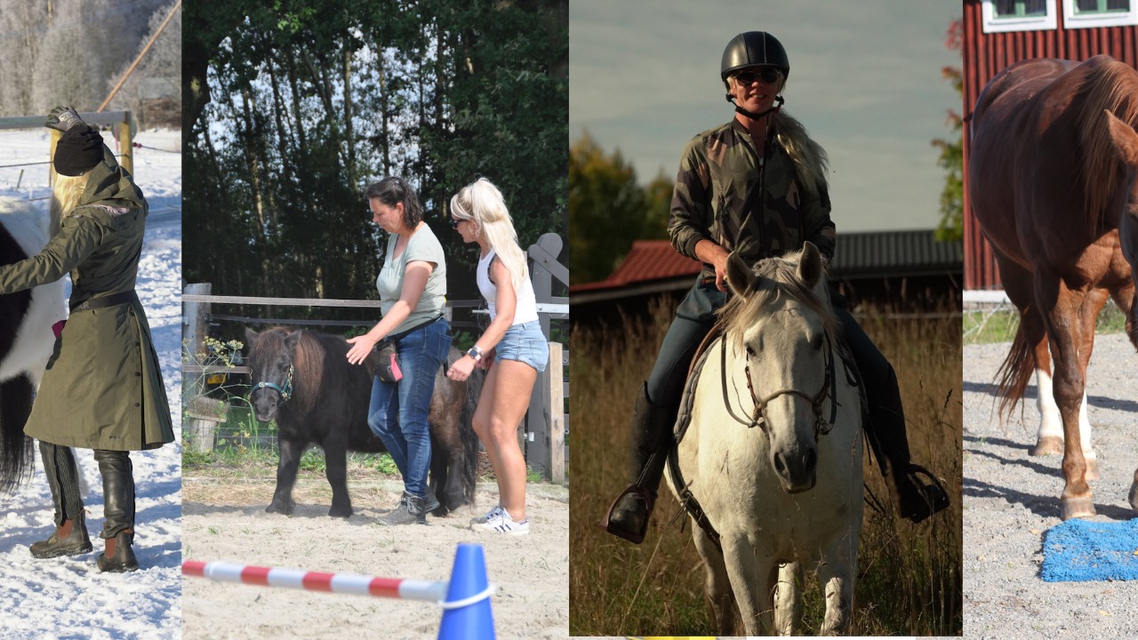 Reward For Safe Riding Reward Based Riding School Blog