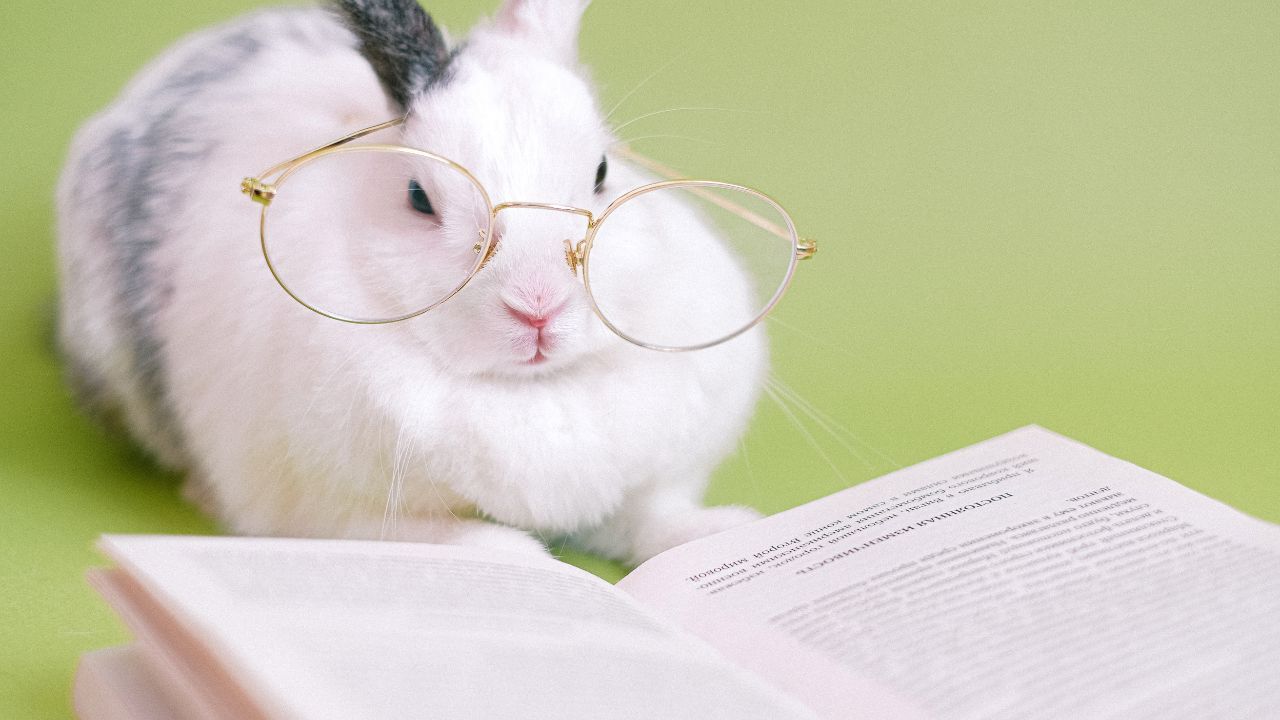 A studious bunny, representing the thoughtful and observant nature of introverts