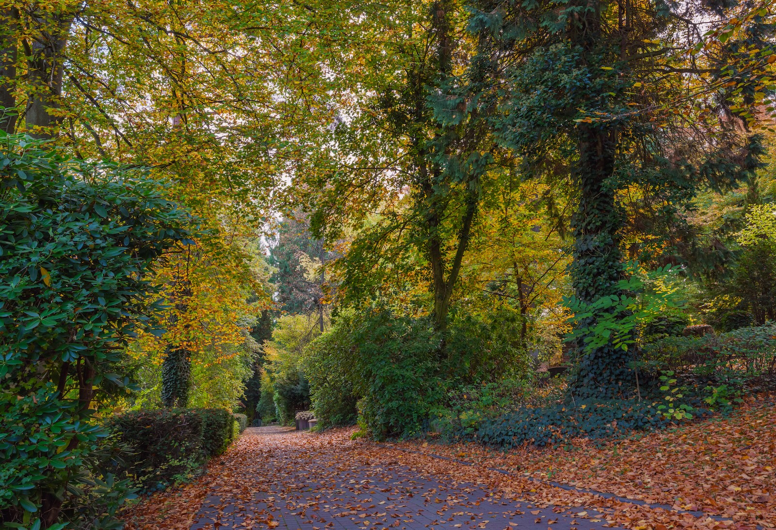 Quiet tree-lined path covered in autumn leaves