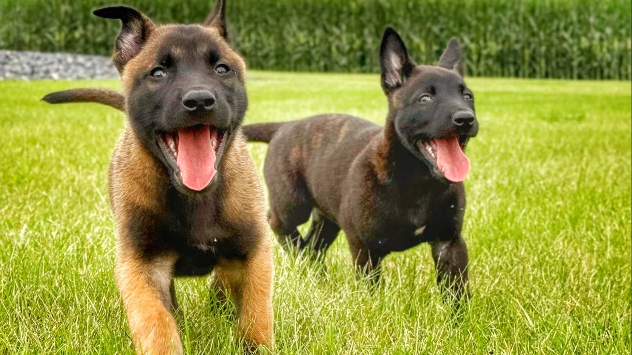 premium-puppy-school