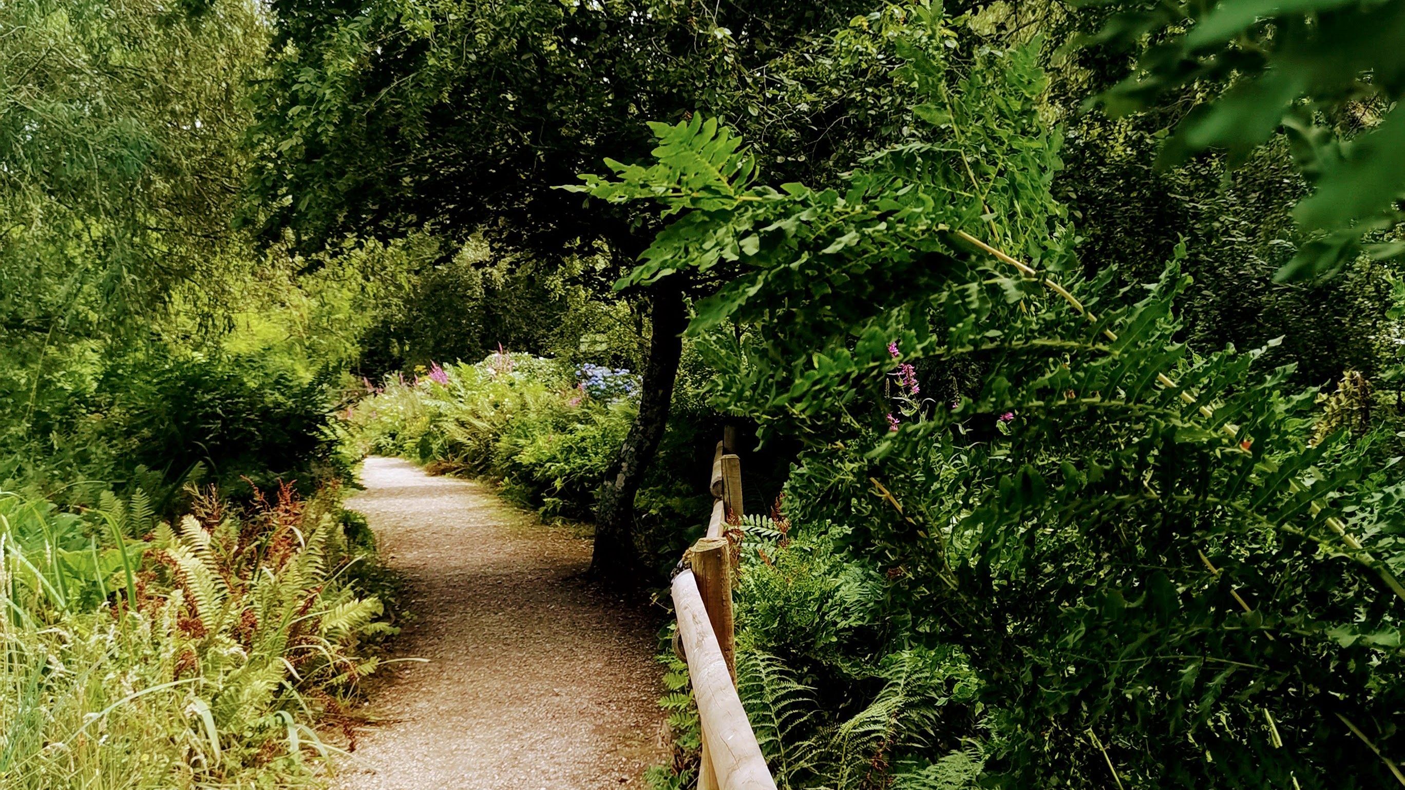 woodland path
