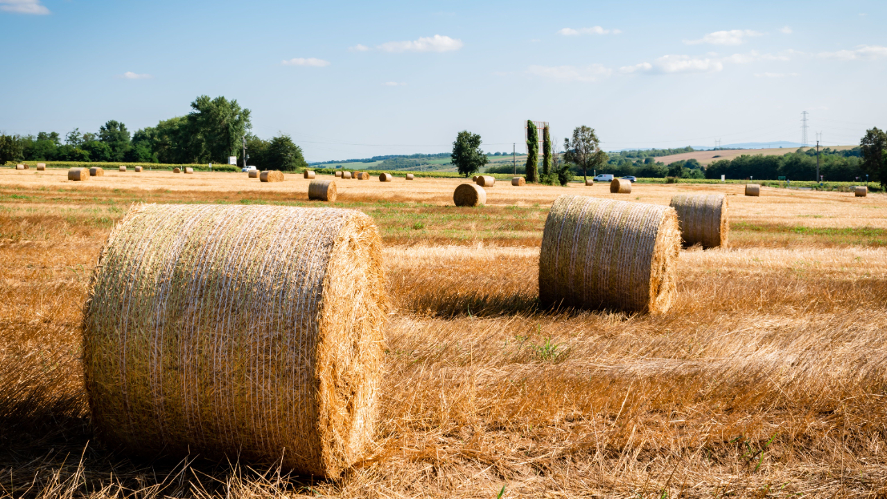 Large round hay bales scattered across a sunlit countryside field under a clear blue sky, representing finding fulfilment, flow, and enjoyment in meaningful work.