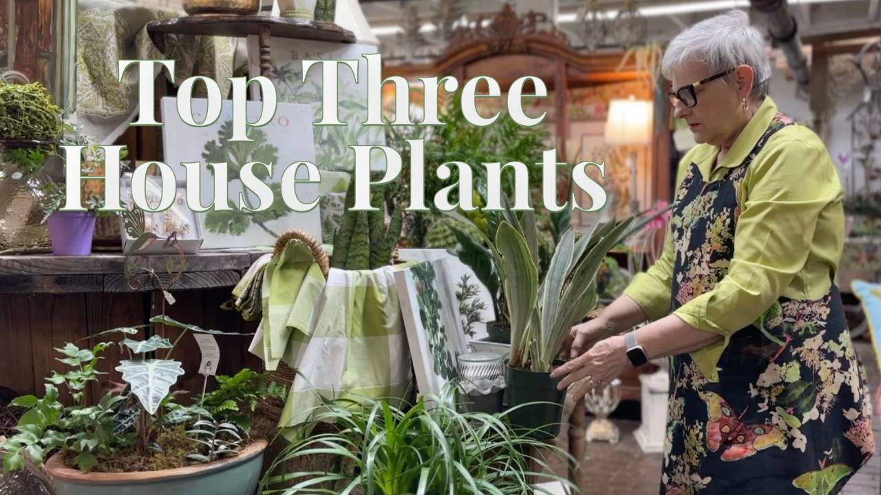 my-top-3-house-plants