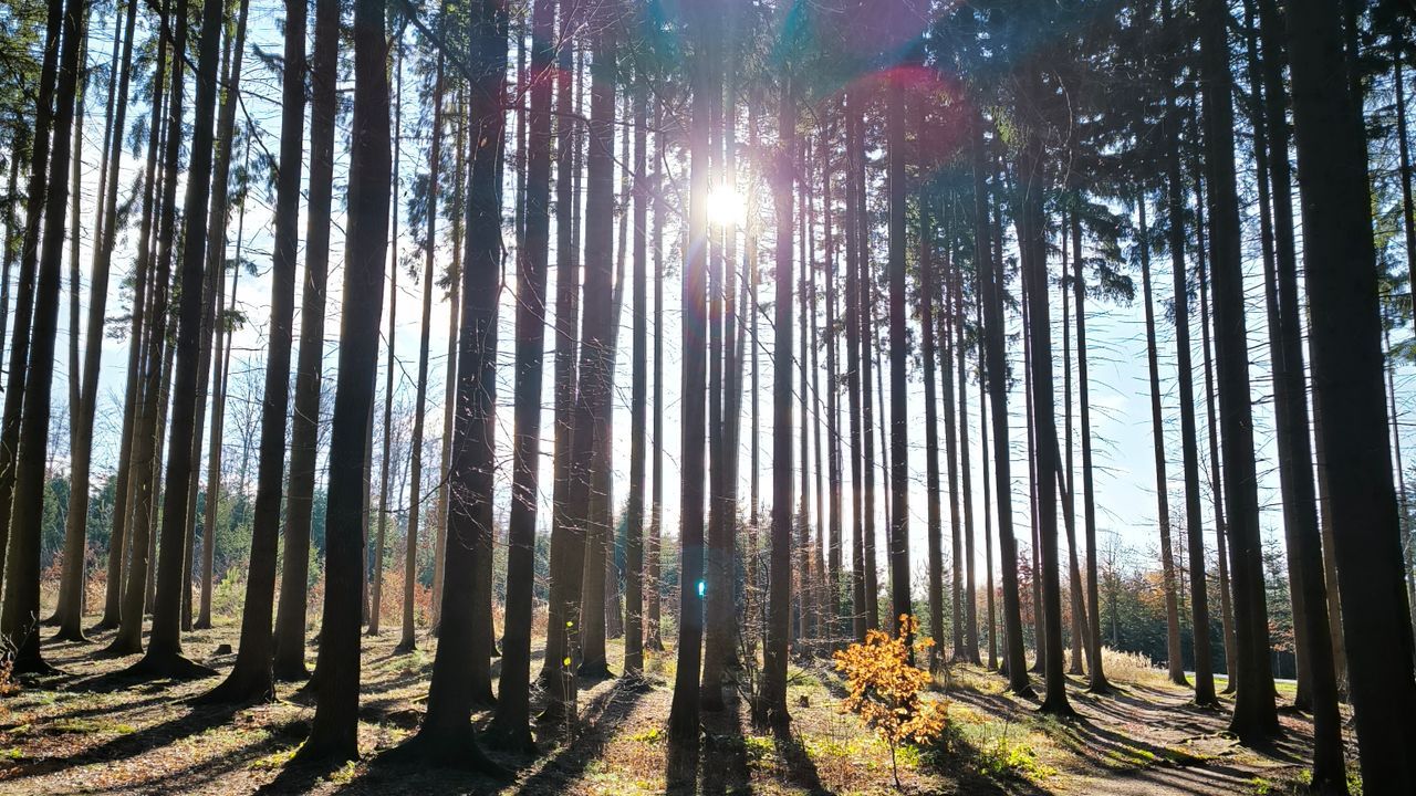 Sun radiating light through tall forest trees — a metaphor for Self energy in self-led IFS therapy